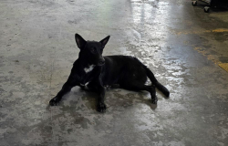 Found/Stray Male Dog last seen Hwy 87 and S Foster Rd, San Antonio, TX 78220
