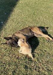 Lost Male Dog last seen Main st and stapley dr, Mesa, AZ 85204