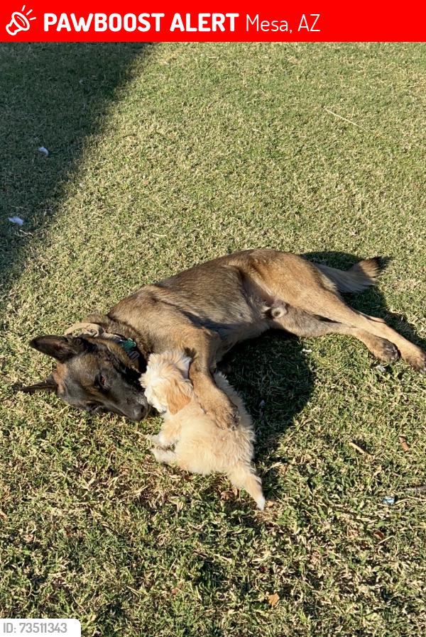 Lost Male Dog last seen Main st and stapley dr, Mesa, AZ 85204