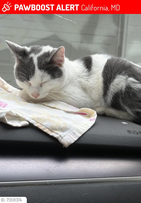 Lost Male Cat last seen Behind the hse, California, MD 20619