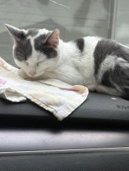 Lost Male Cat last seen Behind the hse, California, MD 20619