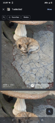 Lost Female Dog last seen ARCO station 20th and Indian canyon drive, Desert Hot Springs, CA 92240