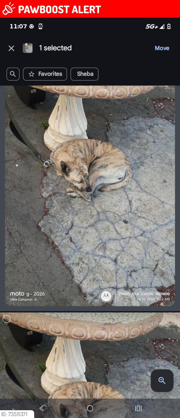 Lost Female Dog last seen ARCO station 20th and Indian canyon drive, Desert Hot Springs, CA 92240