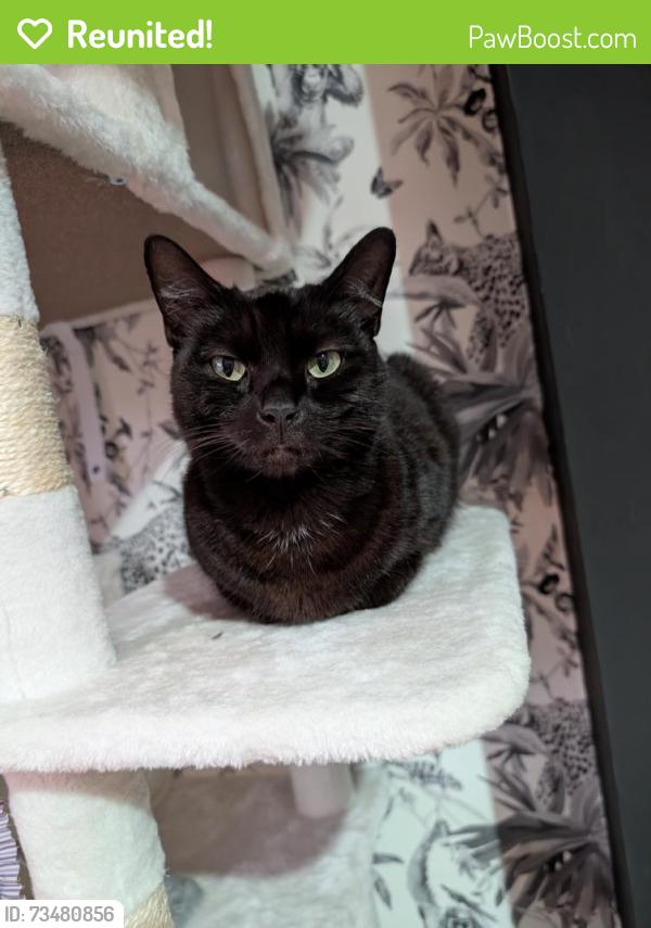 Reunited Female Cat last seen Bottom of rookery lane, Stoke-on-Trent, England 