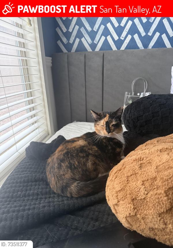 Lost Female Cat last seen Desert mountain dr and quarry hill, San Tan Valley, AZ 85143