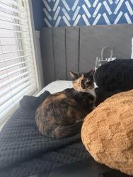 Lost Female Cat last seen Desert mountain dr and quarry hill, San Tan Valley, AZ 85143