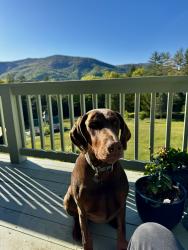 Lost Female Dog last seen 19E/3 mile Highway, Avery County, NC 28657