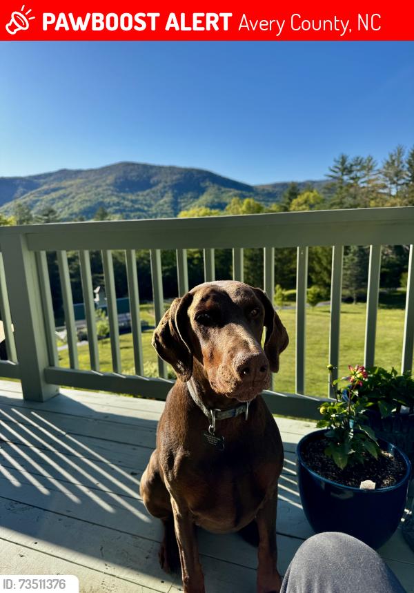 Lost Female Dog last seen 19E/3 mile Highway, Avery County, NC 28657