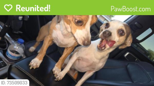 Reunited Female Dog last seen Central and SantaFe, Hemet, CA 92544
