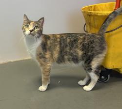 Shelter Stray Female Cat last seen Near N 1500 W, SALT LAKE CITY, UT, 84116, 511 W 3900 S, Salt Lake City, UT 84123, USA