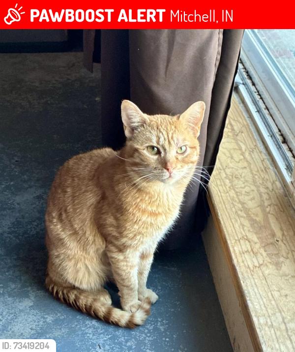 Lost Male Cat last seen S. 8th Street, Lawrence Park, Riley’s Tattoos, Tulip Street Christian Church, Mitchell, IN 47446