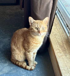 Lost Male Cat last seen S. 8th Street, Lawrence Park, Riley’s Tattoos, Tulip Street Christian Church, Mitchell, IN 47446