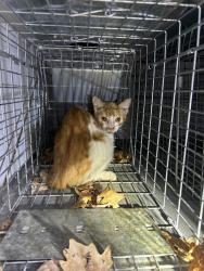 Shelter Stray Unknown Cat last seen Near Cranberry Court, VIRGINIA BEACH, VA, 23456, 341 S Birdneck Rd, Virginia Beach, VA 23451, USA