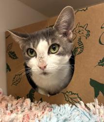 Shelter Stray Female Cat last seen 17th and Harney, OR, 1700 W Historic Columbia River Hwy, Troutdale, OR 97060, USA