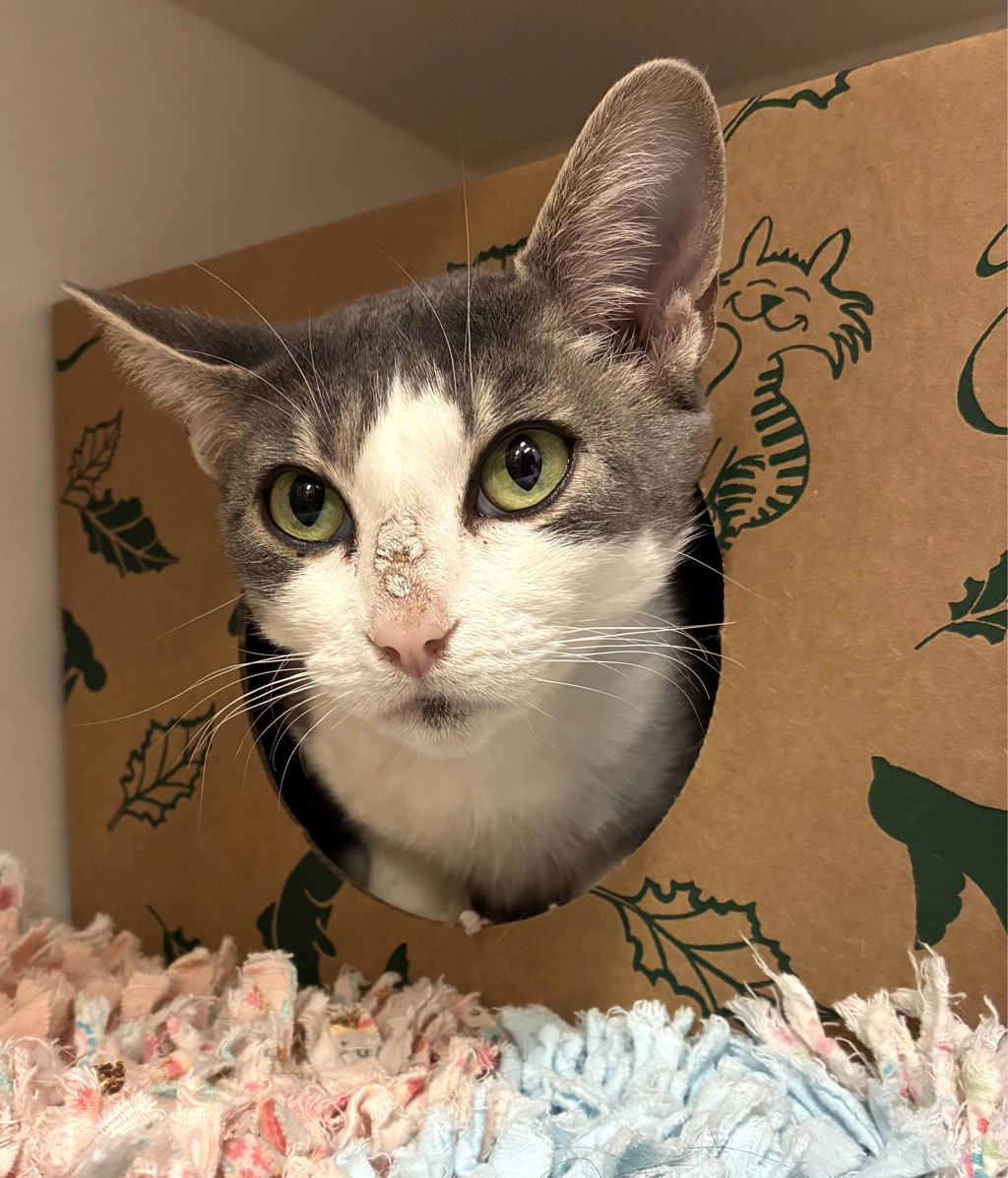 Shelter Stray Female Cat last seen 17th and Harney, OR, 1700 W Historic Columbia River Hwy, Troutdale, OR 97060, USA