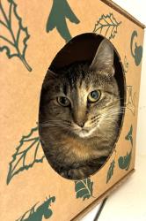 Shelter Stray Female Cat last seen NE Arata Rd/ NE 238th Dr, TROUTDALE, OR, 97060, 1700 W Historic Columbia River Hwy, Troutdale, OR 97060, USA