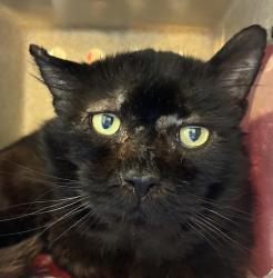 Shelter Stray Male Cat last seen SE 143rd av and SE Stark St, OR, 1700 W Historic Columbia River Hwy, Troutdale, OR 97060, USA