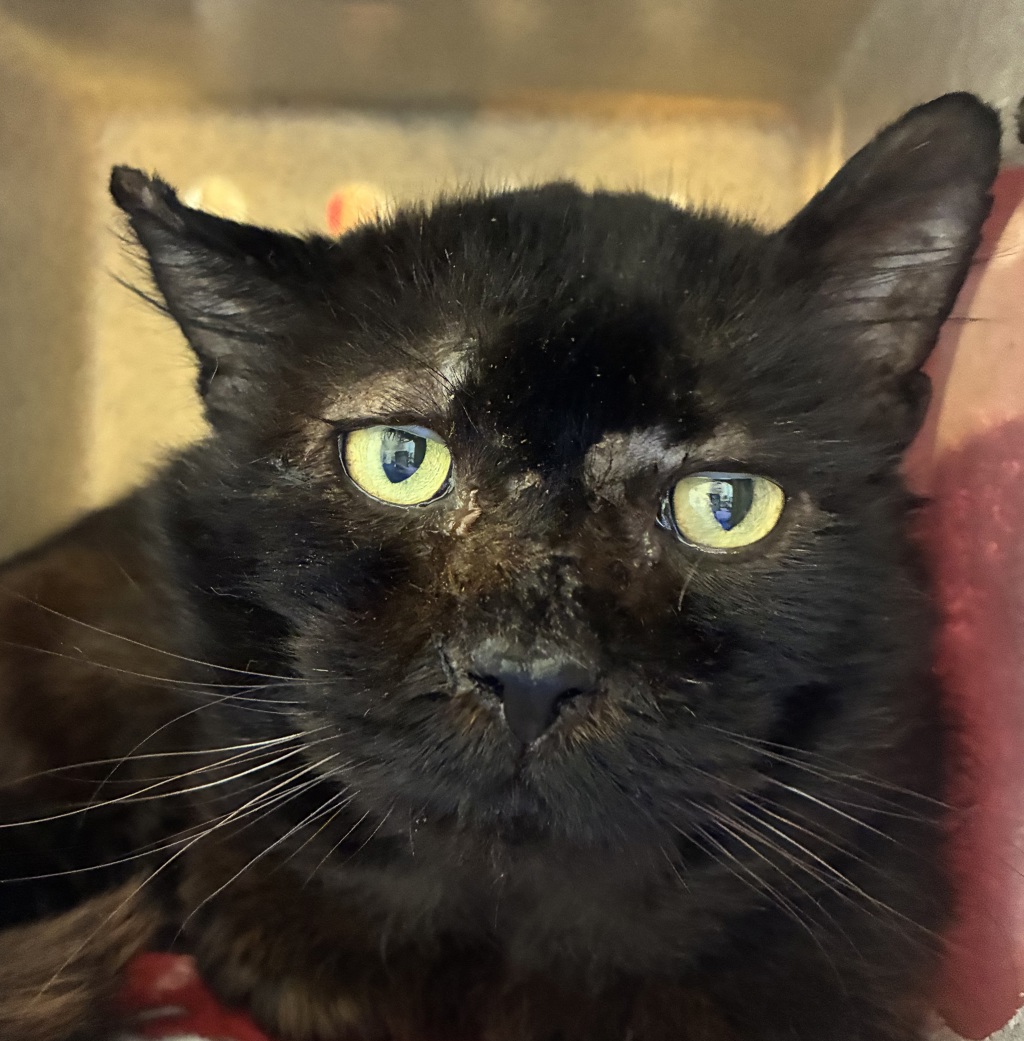 Shelter Stray Male Cat last seen SE 143rd av and SE Stark St, OR, 1700 W Historic Columbia River Hwy, Troutdale, OR 97060, USA