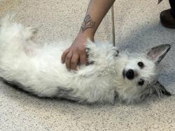 Shelter Stray Male Dog last seen Near Grand Avenue, BRONX, NY, 10468, 326 E 110th St, New York, NY 10029, USA