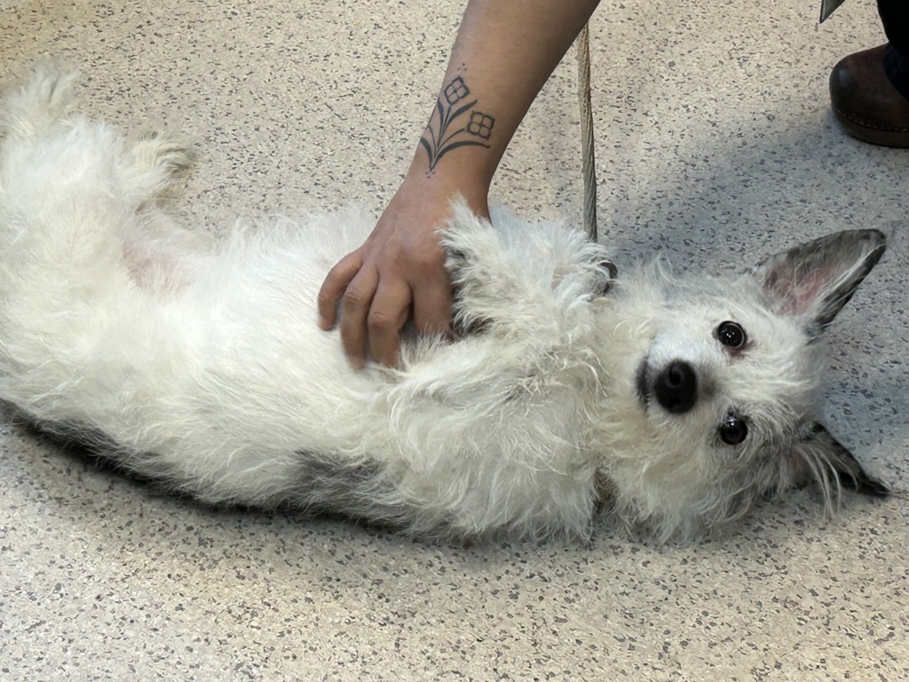 Shelter Stray Male Dog last seen Near Grand Avenue, BRONX, NY, 10468, 326 E 110th St, New York, NY 10029, USA
