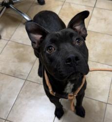Shelter Stray Female Dog last seen MCAS, TROUTDALE, OR, 97060, 1700 W Historic Columbia River Hwy, Troutdale, OR 97060, USA