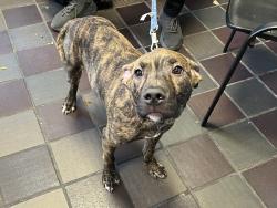 Shelter Stray Male Dog last seen unknown - someone gave the dog away, BRONX, NY, 10461, 326 E 110th St, New York, NY 10029, USA