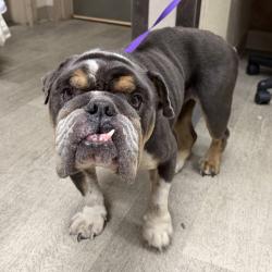 Shelter Stray Male Dog last seen Near Imperial Avenue, San Diego, CA, 92110, 5500 Gaines St, San Diego, CA 92110, USA