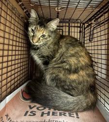 Shelter Stray Unknown Cat last seen Near Garden View Cove, AUSTIN, TX, 78724, 7201 Levander Loop bldg a, Austin, TX 78702, USA