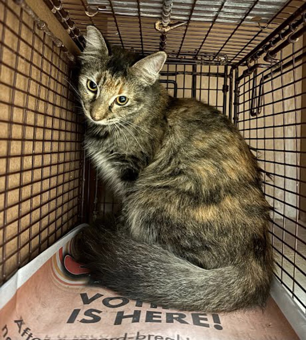 Shelter Stray Unknown Cat last seen Near Garden View Cove, AUSTIN, TX, 78724, 7201 Levander Loop bldg a, Austin, TX 78702, USA