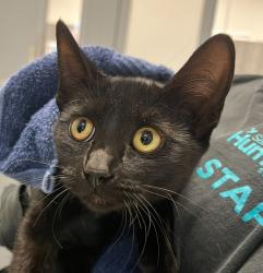 Shelter Stray Female Cat last seen ., San Diego, CA, 92113, 5500 Gaines St, San Diego, CA 92110, USA
