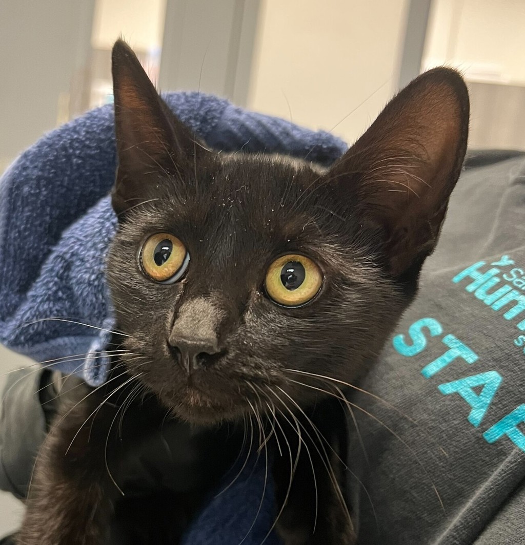 Shelter Stray Female Cat last seen ., San Diego, CA, 92113, 5500 Gaines St, San Diego, CA 92110, USA