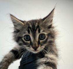 Shelter Stray Male Cat last seen Near 27th Street, San Diego, CA, 92154, 5500 Gaines St, San Diego, CA 92110, USA