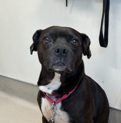 Shelter Stray Female Dog last seen Near Sunshine Avenue, El Cajon, CA, 92021, El Cajon, CA 92020, USA