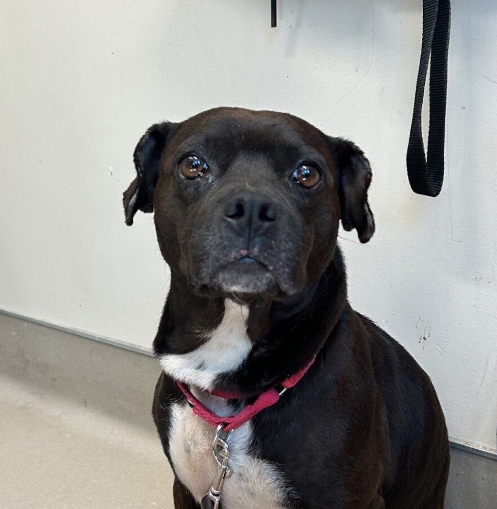 Shelter Stray Female Dog last seen Near Sunshine Avenue, El Cajon, CA, 92021, El Cajon, CA 92020, USA