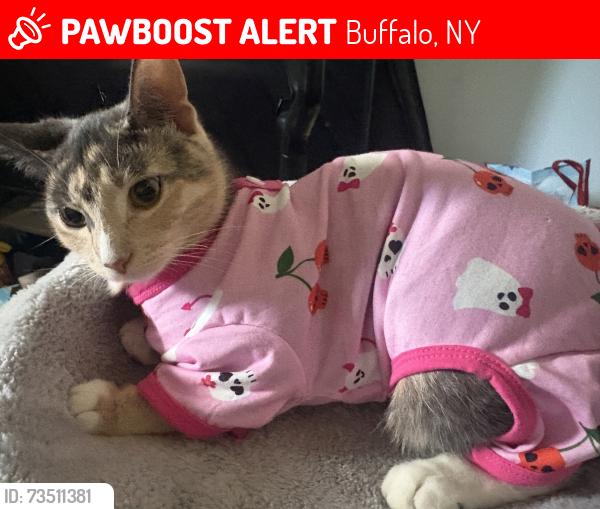Lost Female Cat last seen North St, Allen St, Buffalo, NY 14203