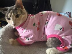 Lost Female Cat last seen North St, Allen St, Buffalo, NY 14203
