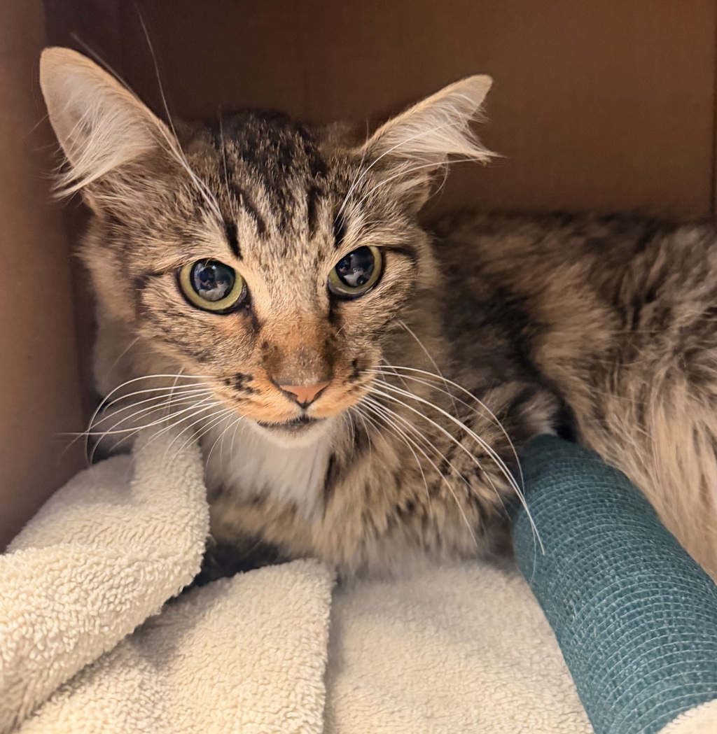 Shelter Stray Female Cat last seen Sunset Lane, San Diego, CA, 92173, 5500 Gaines St, San Diego, CA 92110, USA