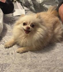 Reunited Female Dog last seen Firebaugh high school, Lynwood, CA 90262