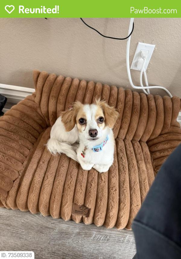 Reunited Female Dog last seen Eighth & Howard, Corona, CA 92879