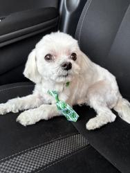 Reunited Male Dog last seen Sonnet dr, Moreno Valley, CA 92557