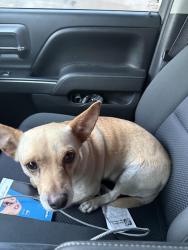 Found/Stray Male Dog last seen Telegraph near 5 frwy, Commerce, CA 90040