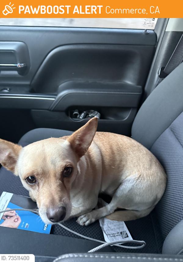 Found/Stray Male Dog last seen Telegraph near 5 frwy, Commerce, CA 90040