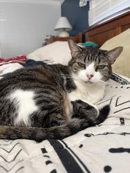 Lost Male Cat last seen Hunters Brook rd, Old Plymouth Rd, Meetinghouse Ln, Bourne, MA 02562