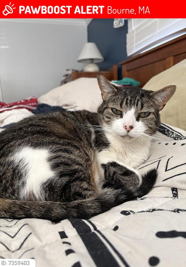 Lost Male Cat last seen Hunters Brook rd, Old Plymouth Rd, Meetinghouse Ln, Bourne, MA 02562