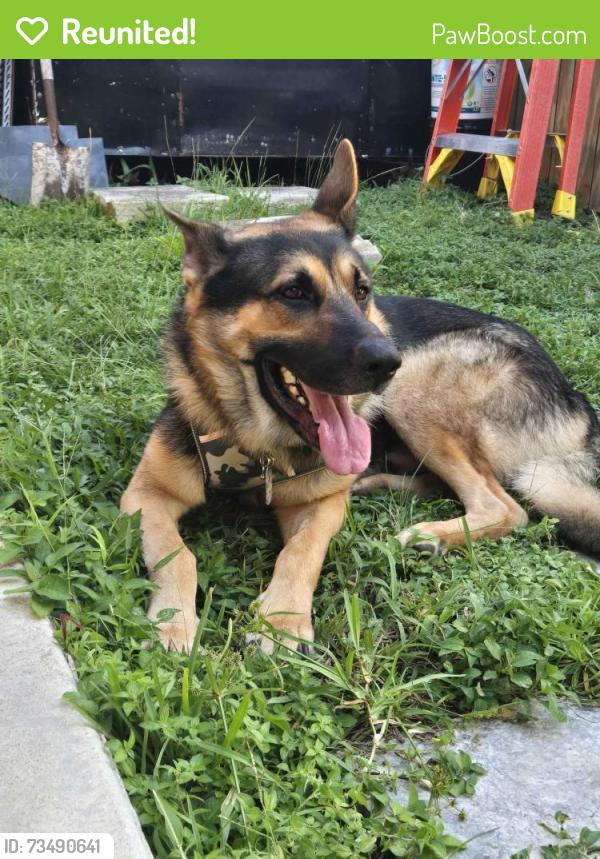 Reunited Male Dog last seen Near SW 150th CT, hmstd Florida 33033, Homestead, FL 33033