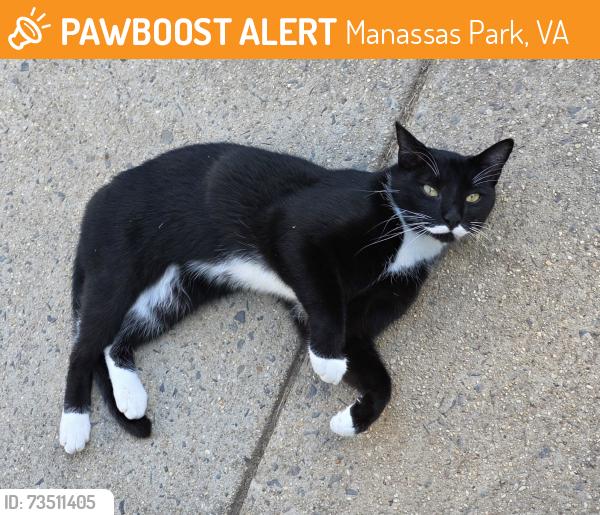 Found/Stray Unknown Cat last seen Silver Meteor Ct all around, Manassas Park, VA 20111