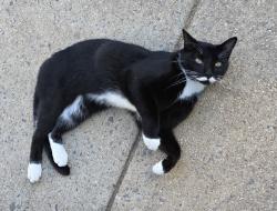 Found/Stray Unknown Cat last seen Silver Meteor Ct all around, Manassas Park, VA 20111