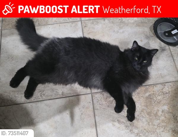 Lost Male Cat last seen Near whitetail run, Weatherford, TX 76088