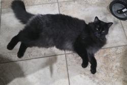 Lost Male Cat last seen Near whitetail run, Weatherford, TX 76088