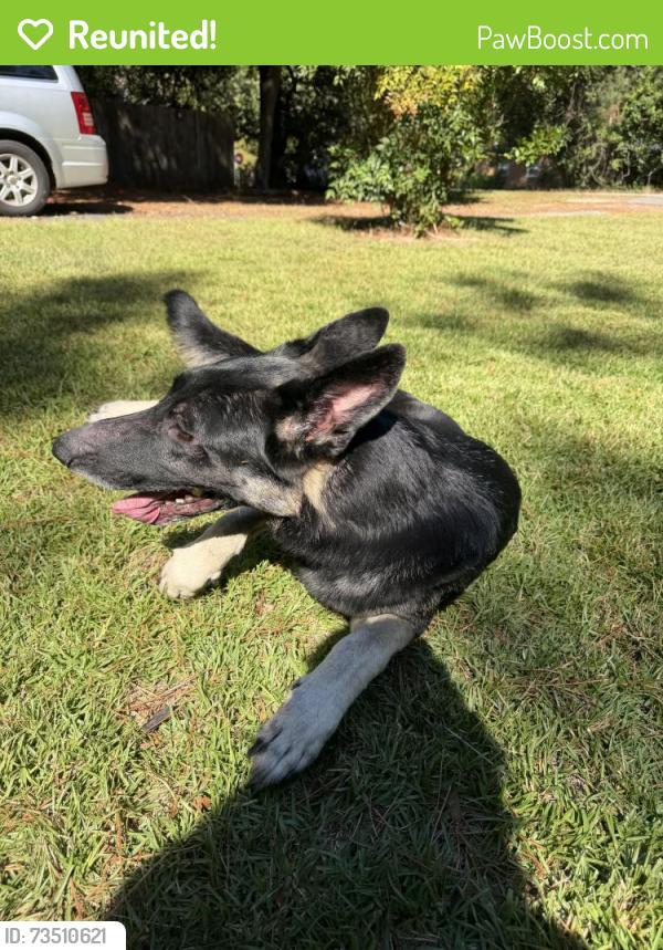 Reunited Male Dog last seen Rhode Island Ave, Southern Pines, NC 28387